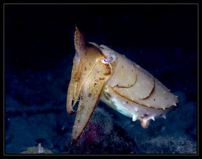 Juvenile Cuttlefish, sepia latimanus