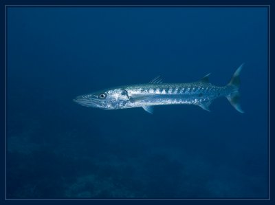 Spotted this barracuda while snorkeling and dove down for the picture