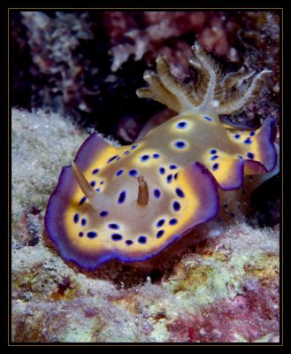 flamboyant colors of a Chromodoris kuniei--Nudibranch