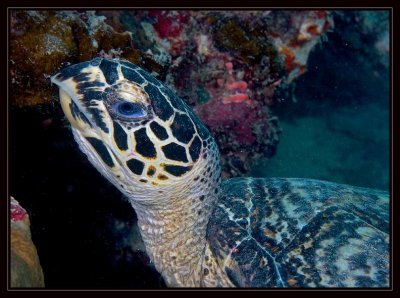 Hawksbill turtle, Eretomochelys imbricata
