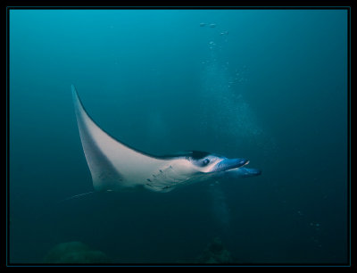 More Manta action at the cleaning station