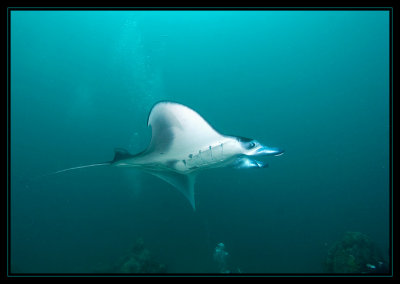 Wing tips down - Manta Fly By