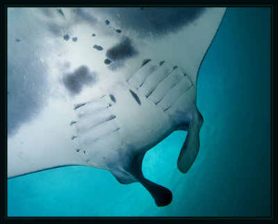Manta's underside is white & has a unique pattern of pale or dark patches