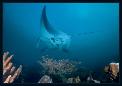 Manta soaring over the Yap reef