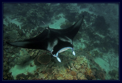 We snorkeled out to the deeper reef and found Manta's to snorkel with!