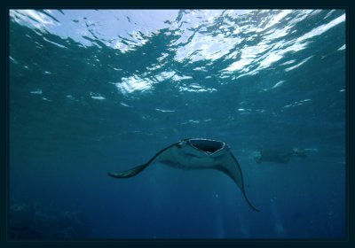 Manta approaching, Susie in background