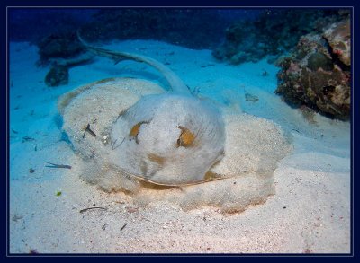 Feathertail Stingray, taking off to a less crowded beach