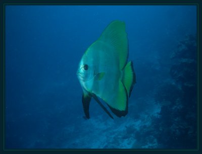 Spadefish, another friend of Susie