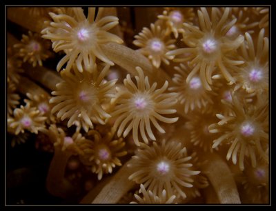 macro of a soft coral polyp