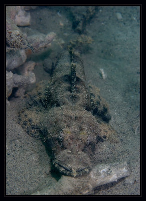 Crocodile Flathead, Cymbacephalus Beauforti