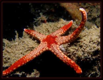 Reaching for the Stars,  Fromia nodosa  Starfish