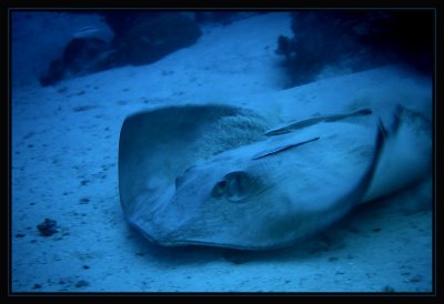 Stingray with hitchhikers