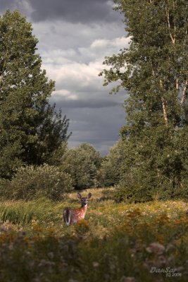 Cerfs de Virginie / White-tailed Deers Aug 2006