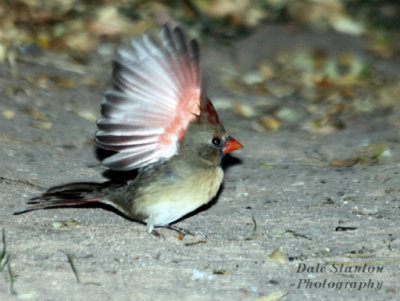 Female Cardinal - IMG_3144.JPG