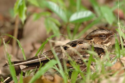 Large Tailed Nightjar (Caprimulgus macrurus)