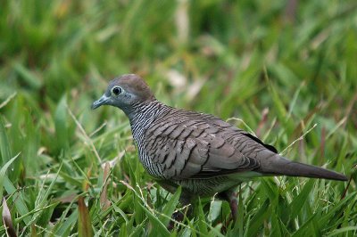 Zebra Dove (Geopelia striata)