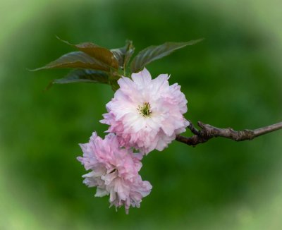 LR3-3288_2.jpg_Cherry Blossom