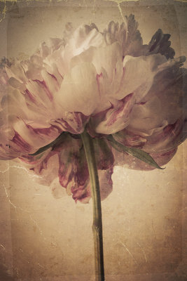 The Peony