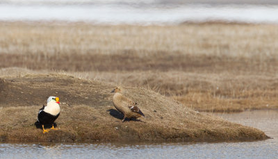 King eider / Koningseider