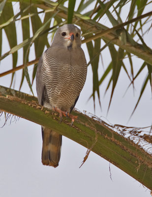 Lizard buzzard / Hagedisbuizerd