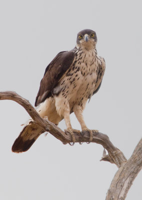 African Hawk-Eagle / Afrikaanse havikarend