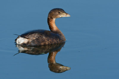 Pied-billed grebe / Dikbekfuut