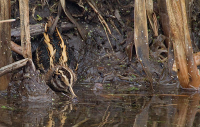 Jacksnipe / Bokje