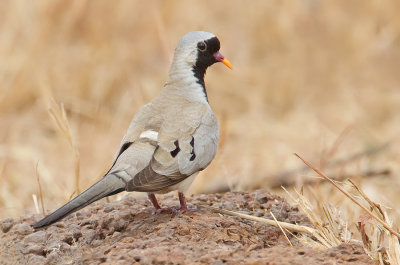 Namaqua Dove / Maskerduif