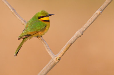 Little bee-eater / Dwergbijeneter