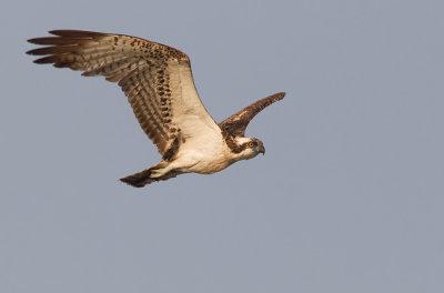 Osprey / Visarend 