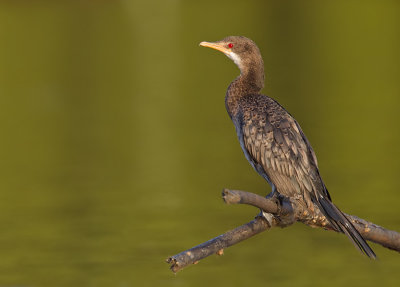 Long-tailed cormorant / Afrikaanse dwergaalscholver 