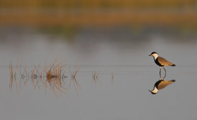 Spur-winged plover / Sporenkievit