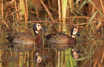 White-faced whistlingduck / Witwangfluiteend