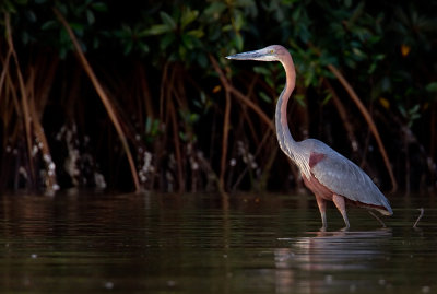 Goliath heron / Reuzenreiger 