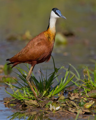 African Jacana / Afrikaanse lelieloper