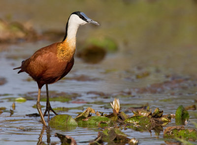 African Jacana / Afrikaanse lelieloper