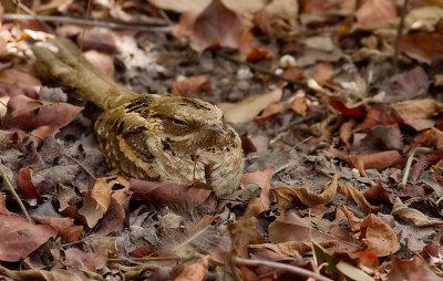 Long-tailed nightjar / Mozambikaanse Nachtzwaluw
