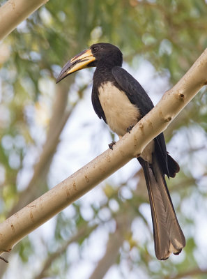 Congo pied hornbill  / Bonte tok