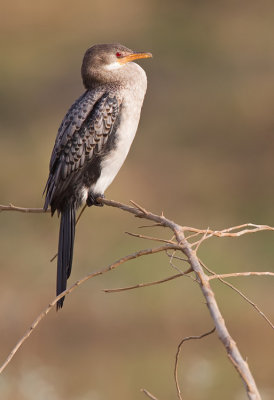 Long-tailed cormorant / Afrikaanse dwergaalscholver 
