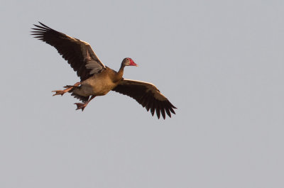 Spur-winged goose / Spoorwiekgans