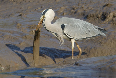 Grey heron / Blauwe reiger 