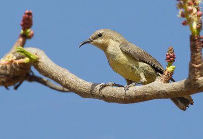 Beautiful sunbird / Feenhoningzuiger