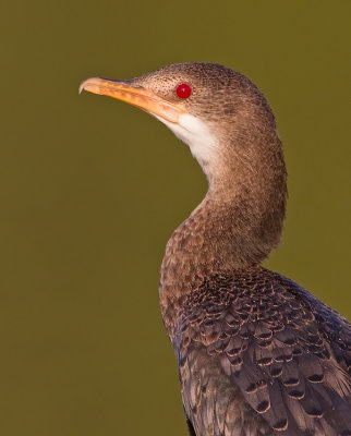 Long-tailed cormorant / Afrikaanse dwergaalscholver 