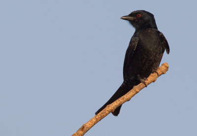Glossy-backed Drongo / Treurdrongo