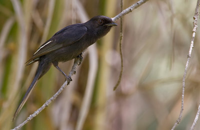 Northern Black Flycatcher / Senegalese Drongovliegenvanger