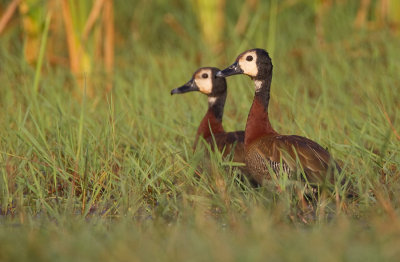 White-faced whistling duck / Witwangfluiteend
