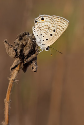 Leaden Ciliate Blue / Anthene amarah