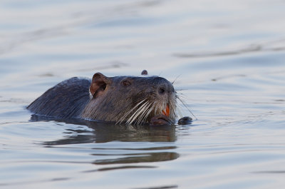 Coypu / Beverrat