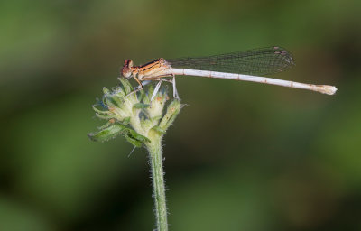 White Featherleg / Witte breedscheenjuffer