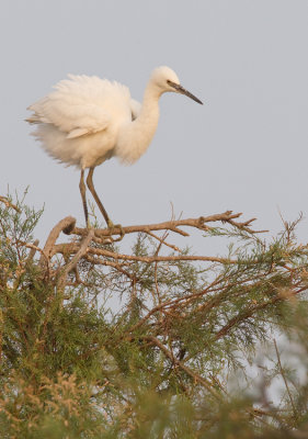 Little egret / Kleine zilverreiger